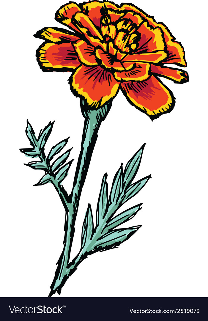 Marigold Royalty Free Vector Image - VectorStock