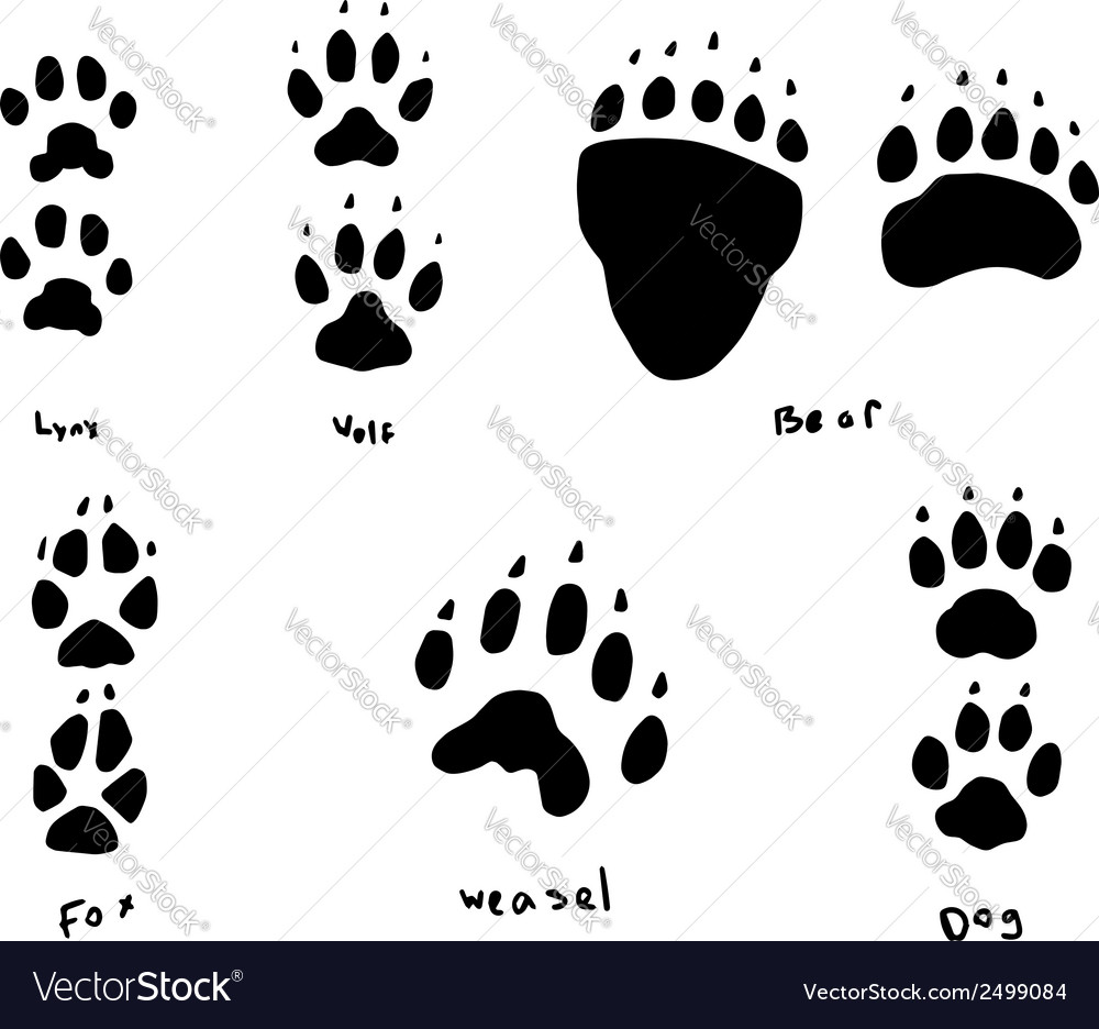 Animal Paw Prints & Tracks
