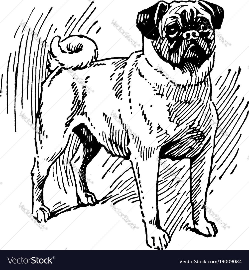 Pug dog vintage