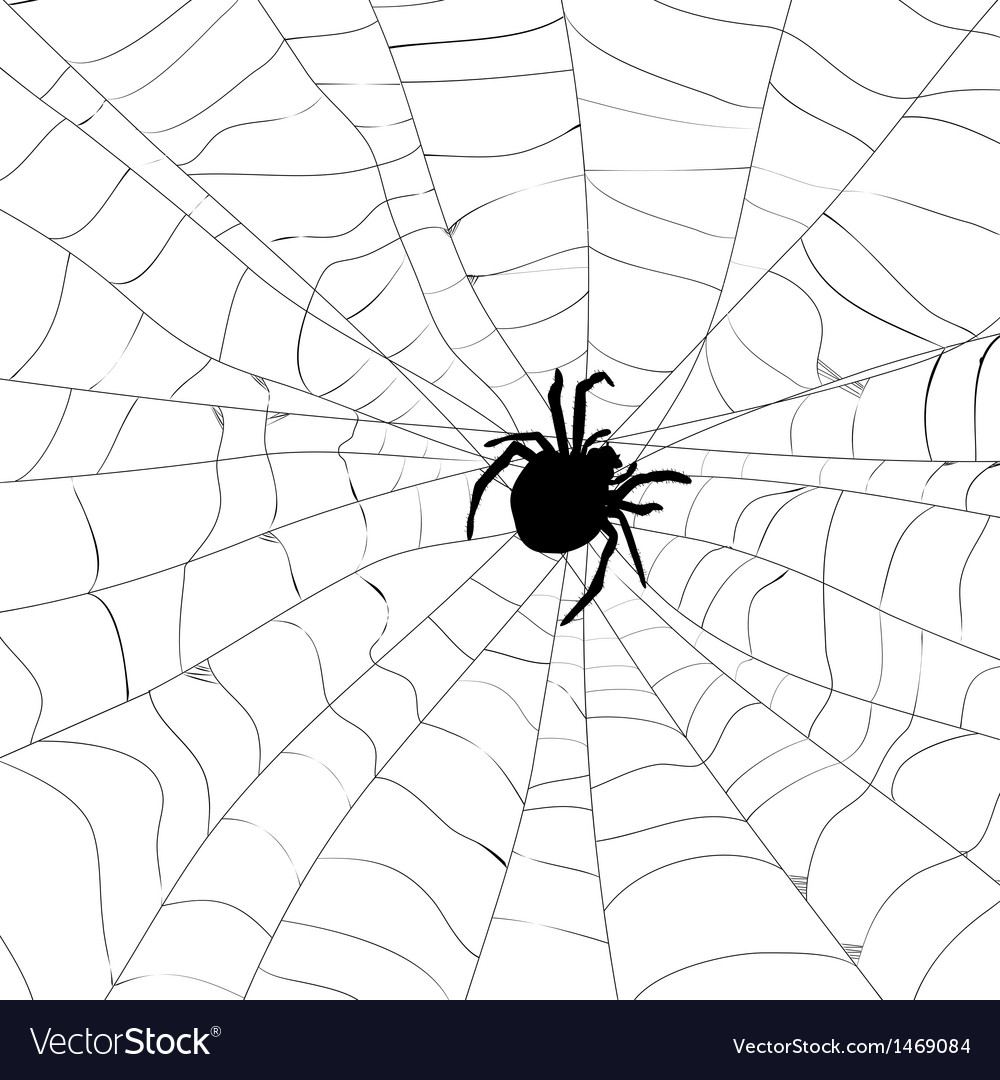 Spider web Royalty Free Vector Image - VectorStock