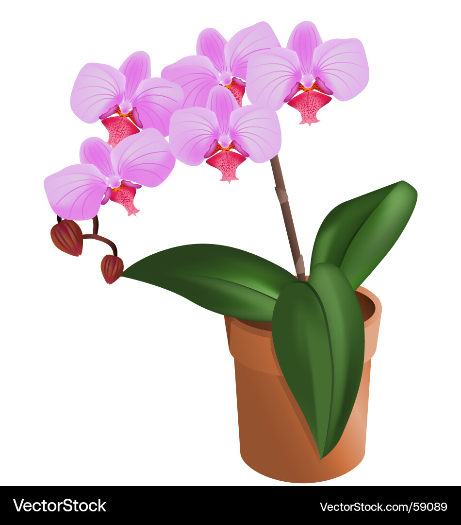 Orchid Royalty Free Vector Image - VectorStock
