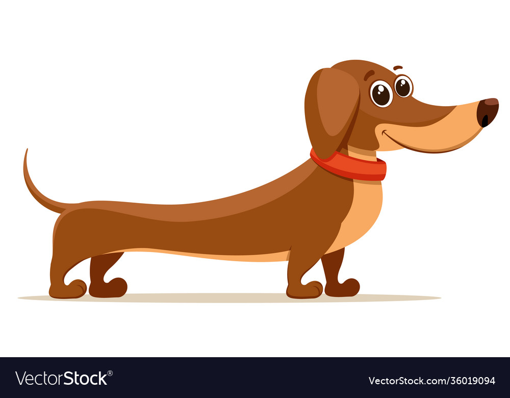 Dachshund brown with a collar stands Royalty Free Vector