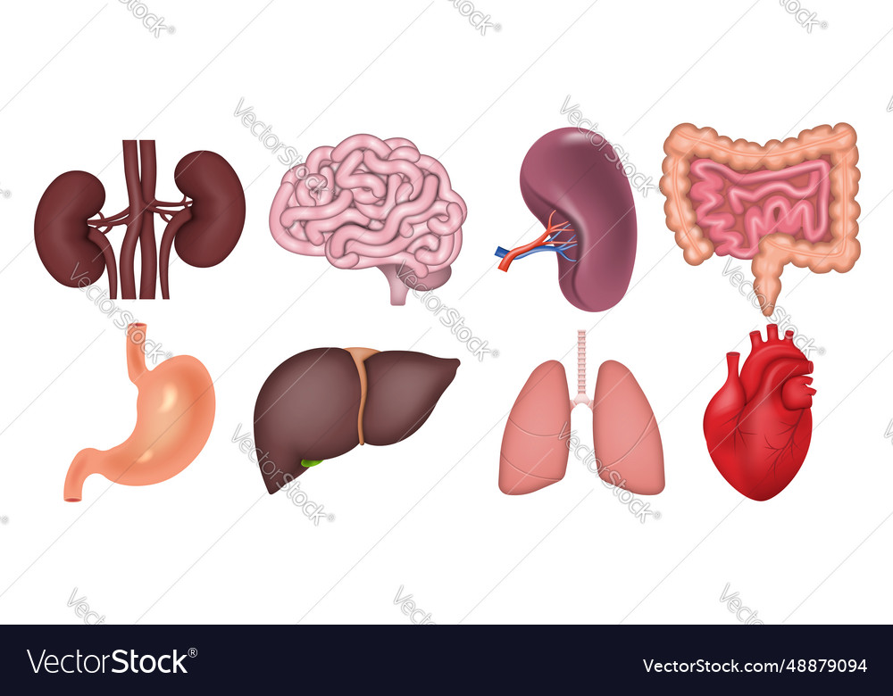 Realistic human internal organs isolated on white Vector Image