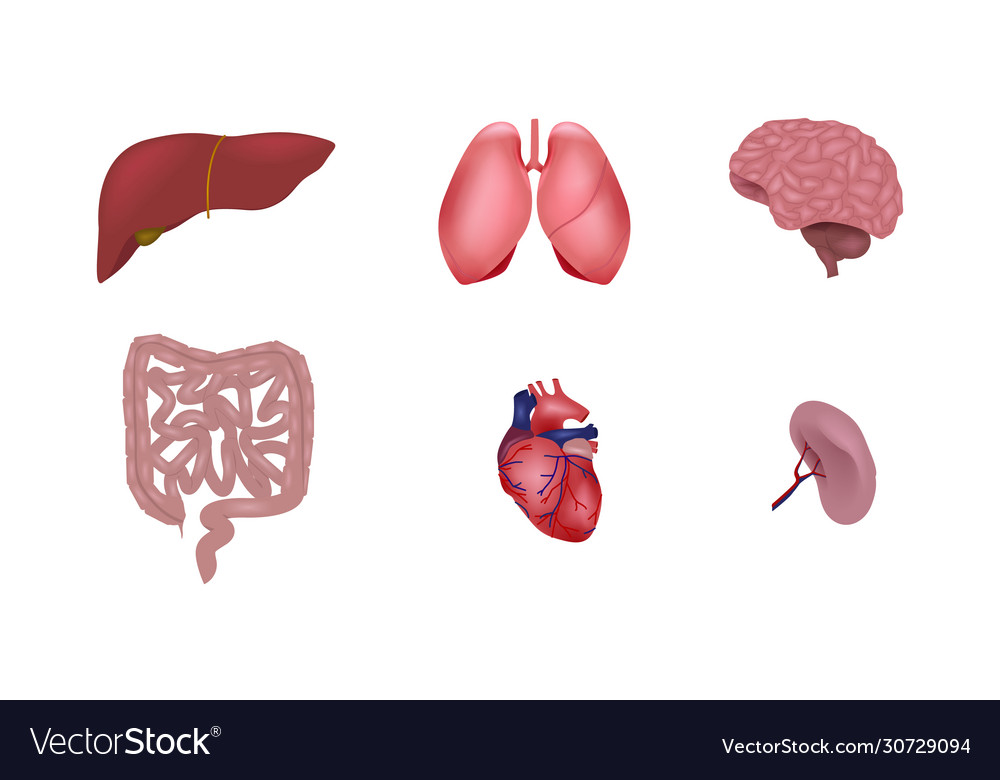 Set human organs Royalty Free Vector Image - VectorStock