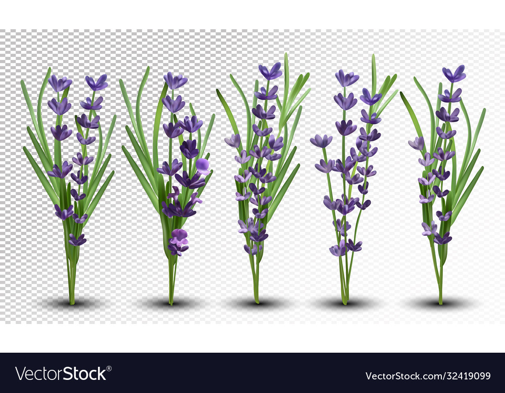 3d realistic fragrant bunch lavender Royalty Free Vector