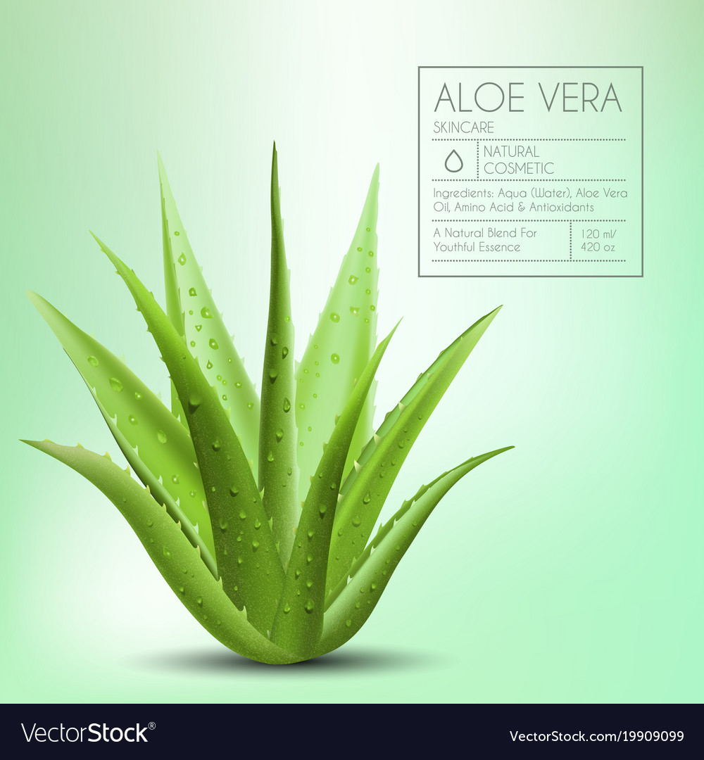 Aloe vera with fresh drops of water Royalty Free Vector