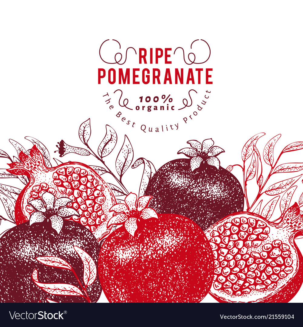 Pomegranate fruit design template hand drawn Vector Image