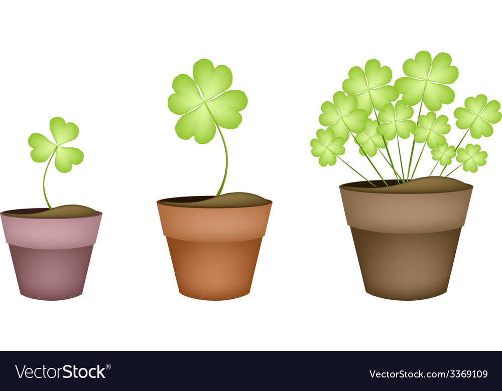 Four leaf clovers in three ceramic pots