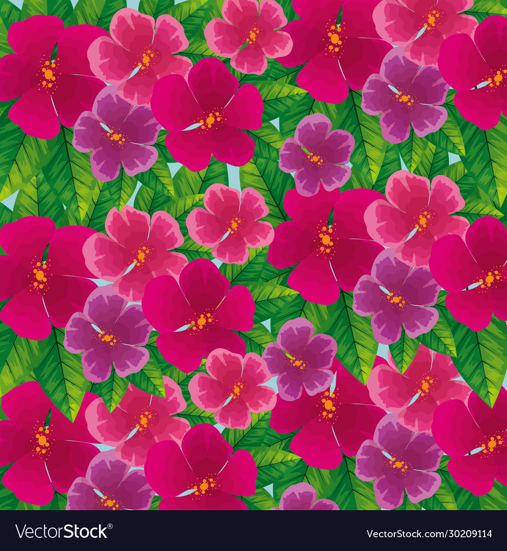 Hintergrund süße Blumen fuchsia Farbe