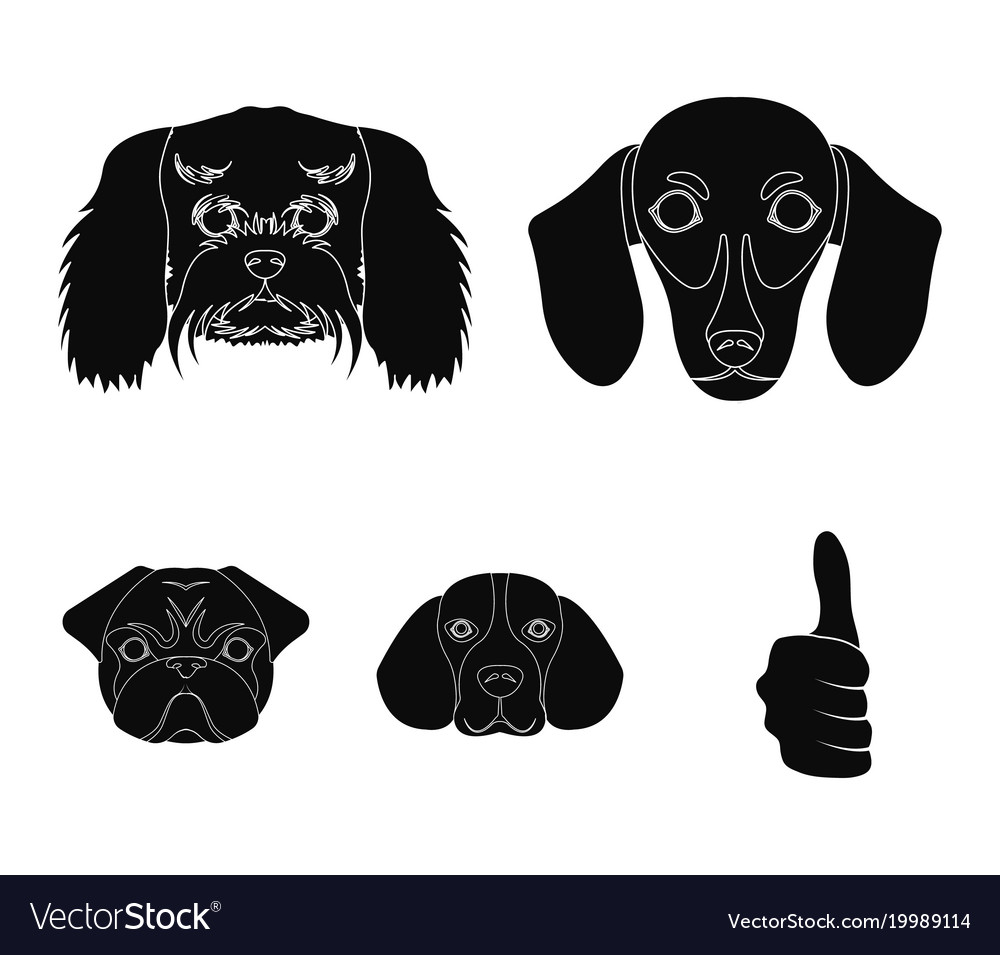 Muzzle of different breeds dogsdog breed