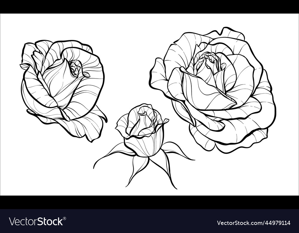 Set flower buds roses sketch Royalty Free Vector Image