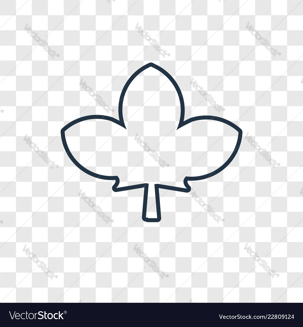 Leaf concept linear icon isolated on transparent