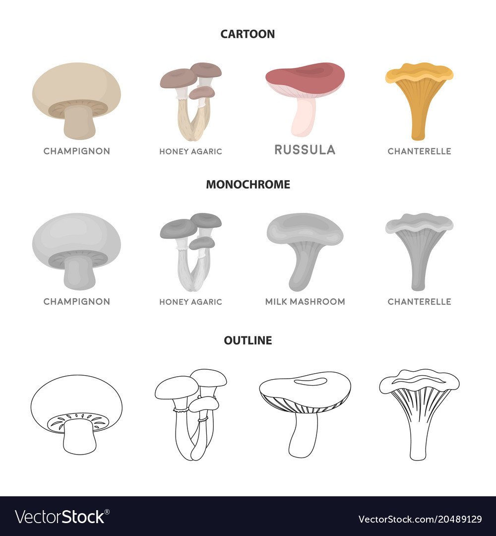 Champignon honey agarics russula chanterelle Vector Image