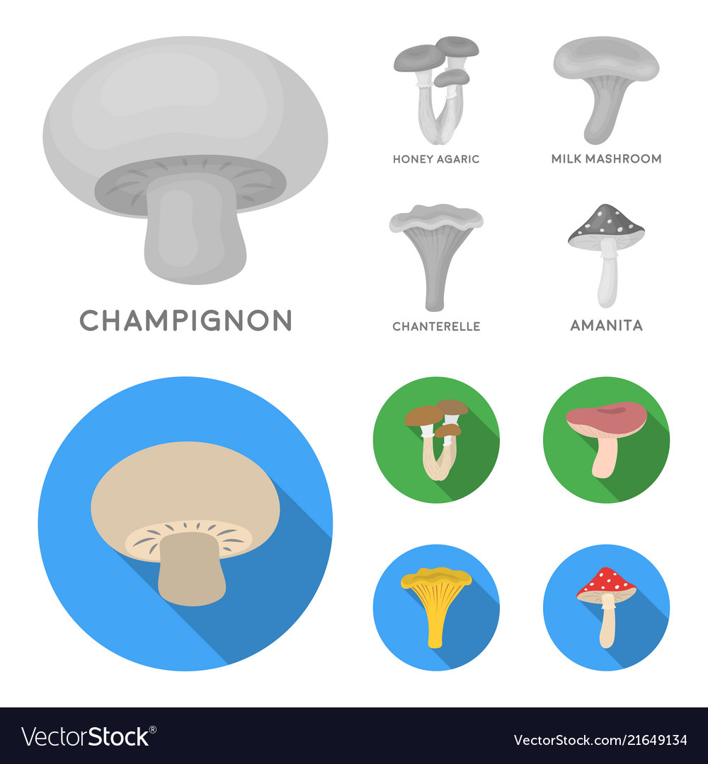 Champignon honey agarics russula chanterelle Vector Image