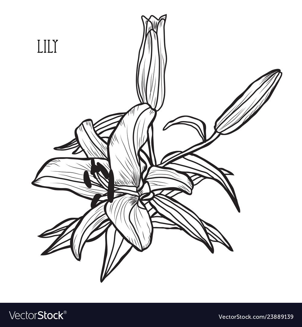 Hand drawn floral decoration vector image Hand drawn floral decoration