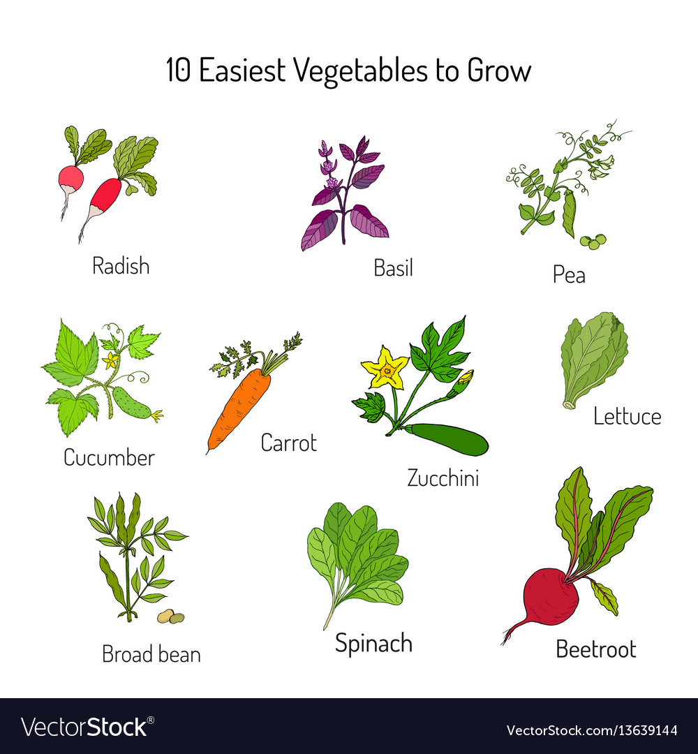 Easiest vegetables to grow Royalty Free Vector Image