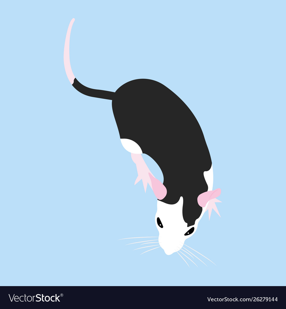 Pet rat decorative domestic cute