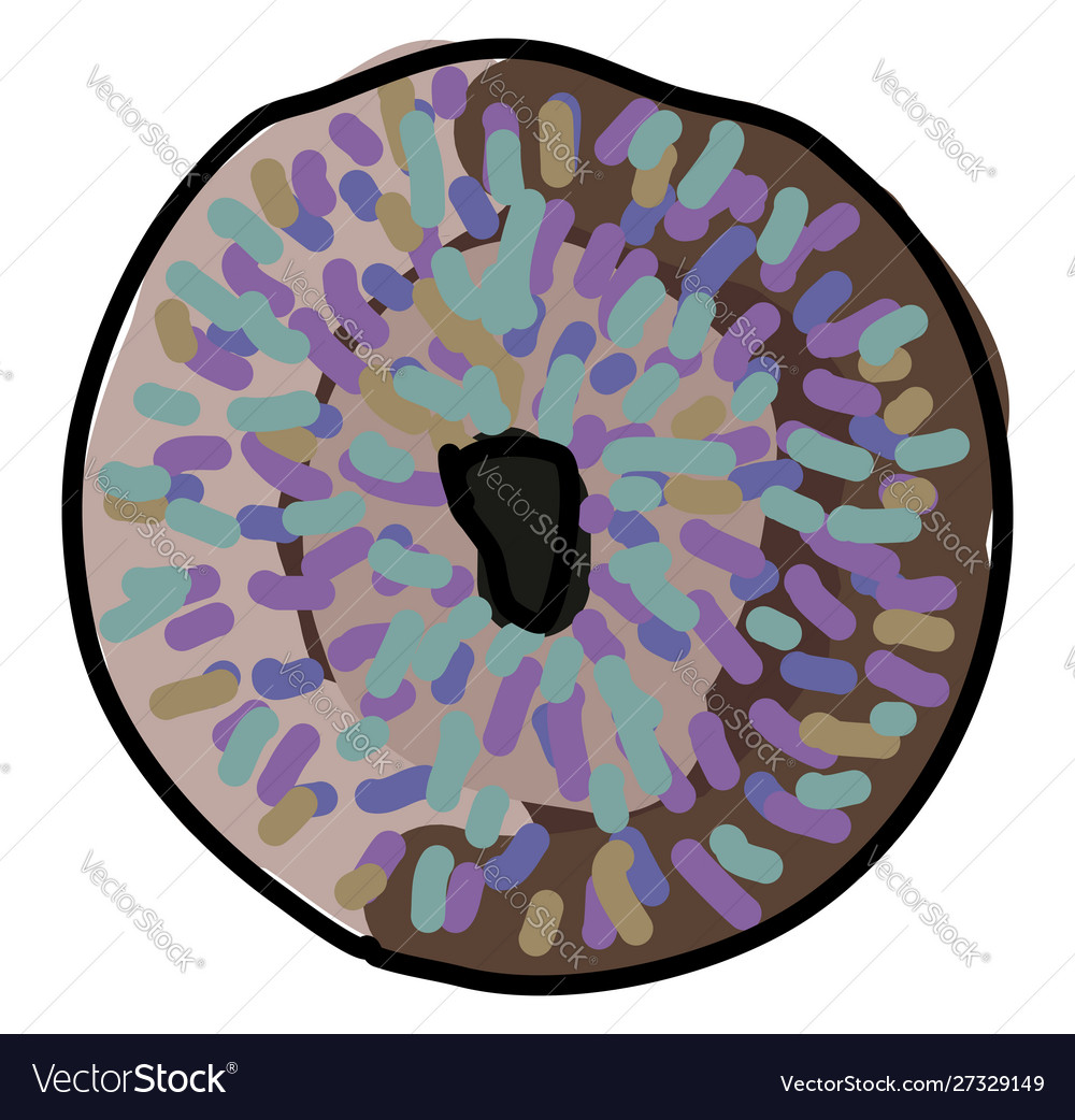 Donut on white background