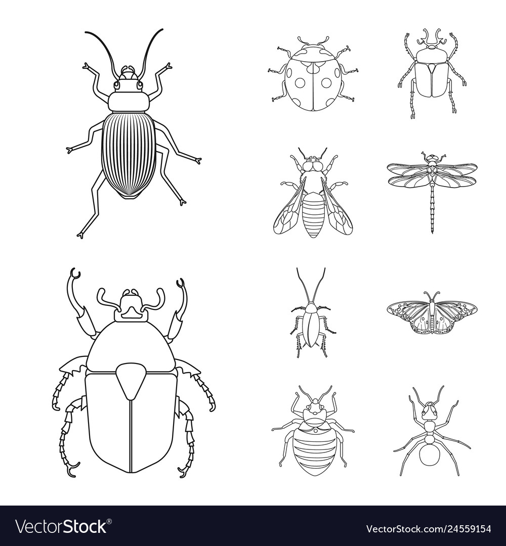 Design of insect and fly logo set Royalty Free Vector Image