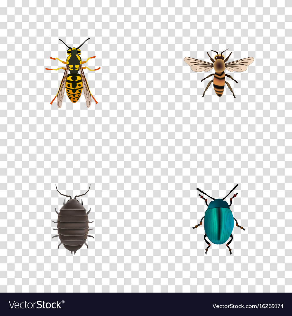 Realistic dor bug wasp and other elements