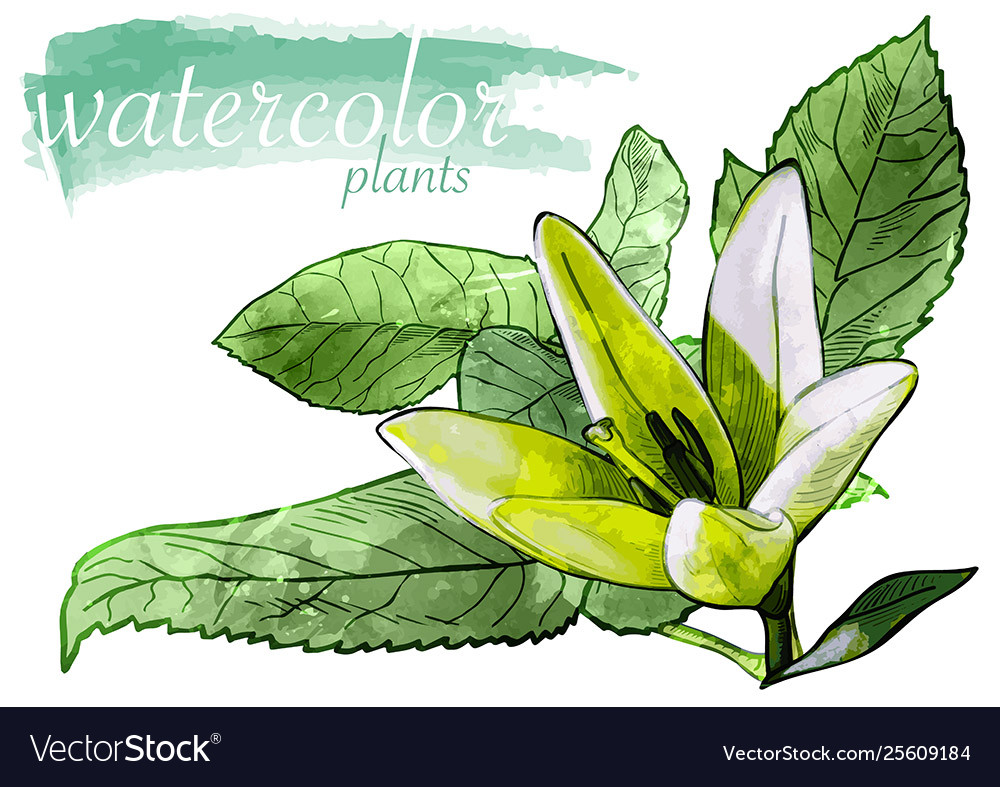 Green watercolor flower with leafs