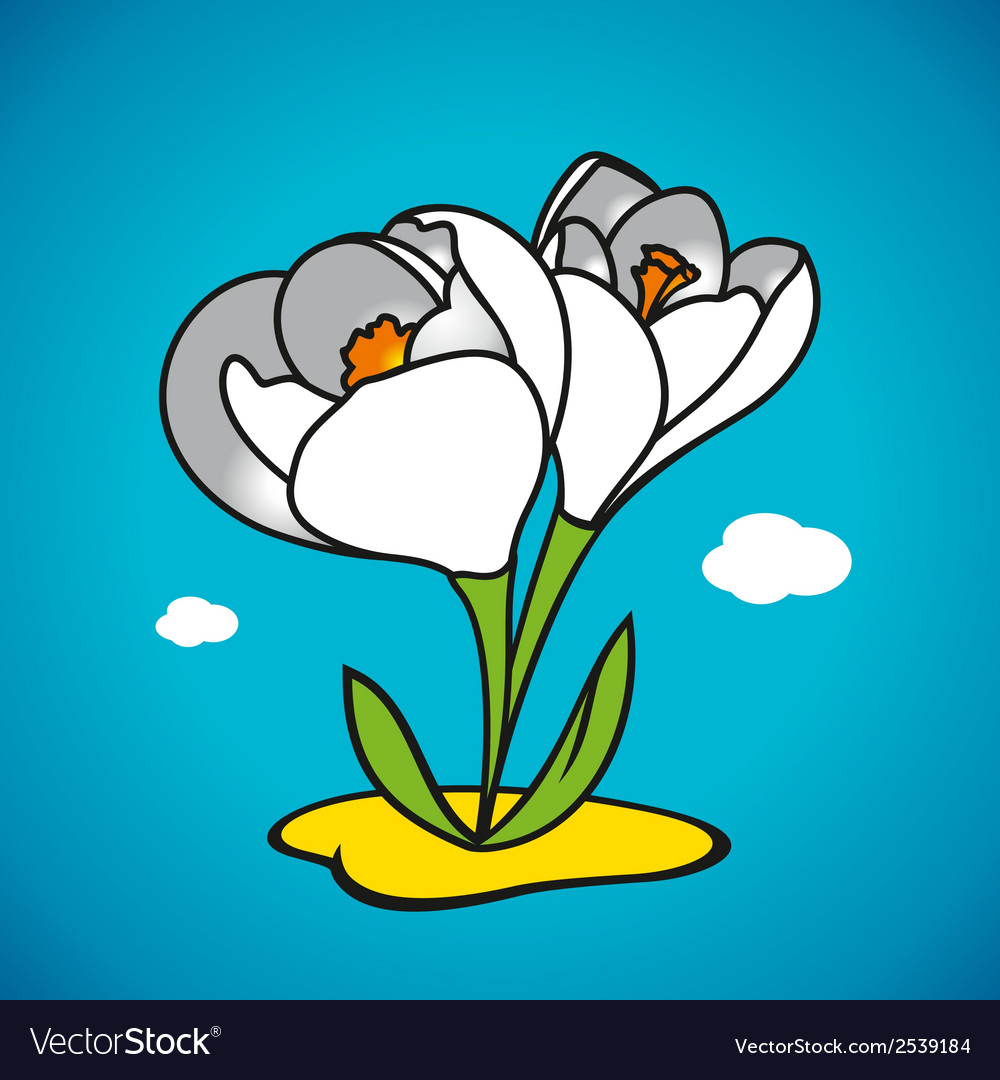 Spring snowdrop