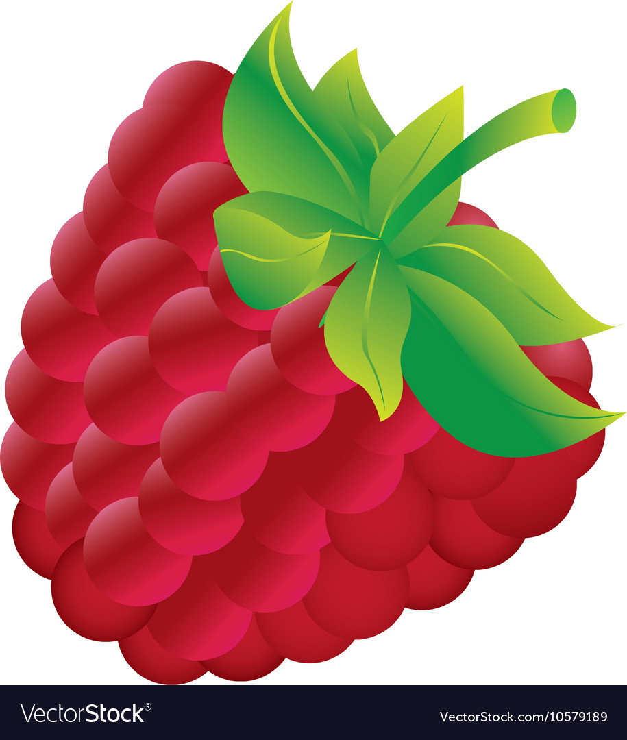 Blackberry fresh fuit healthy isolated icon