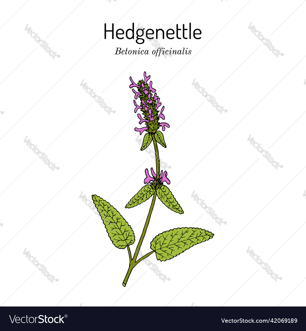 Holz betony stachys officinalis medizinische Pflanze vector image Holz betony stachys officinalis medizinische Pflanze