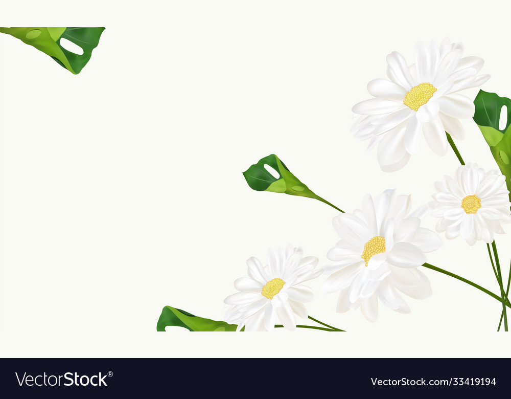 Beautiful chamomile background for your text