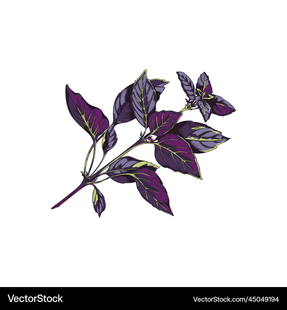 Cropped red basil branch sketch hand drawn Vector Image