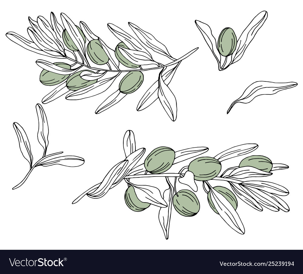 Olive branch and tree set