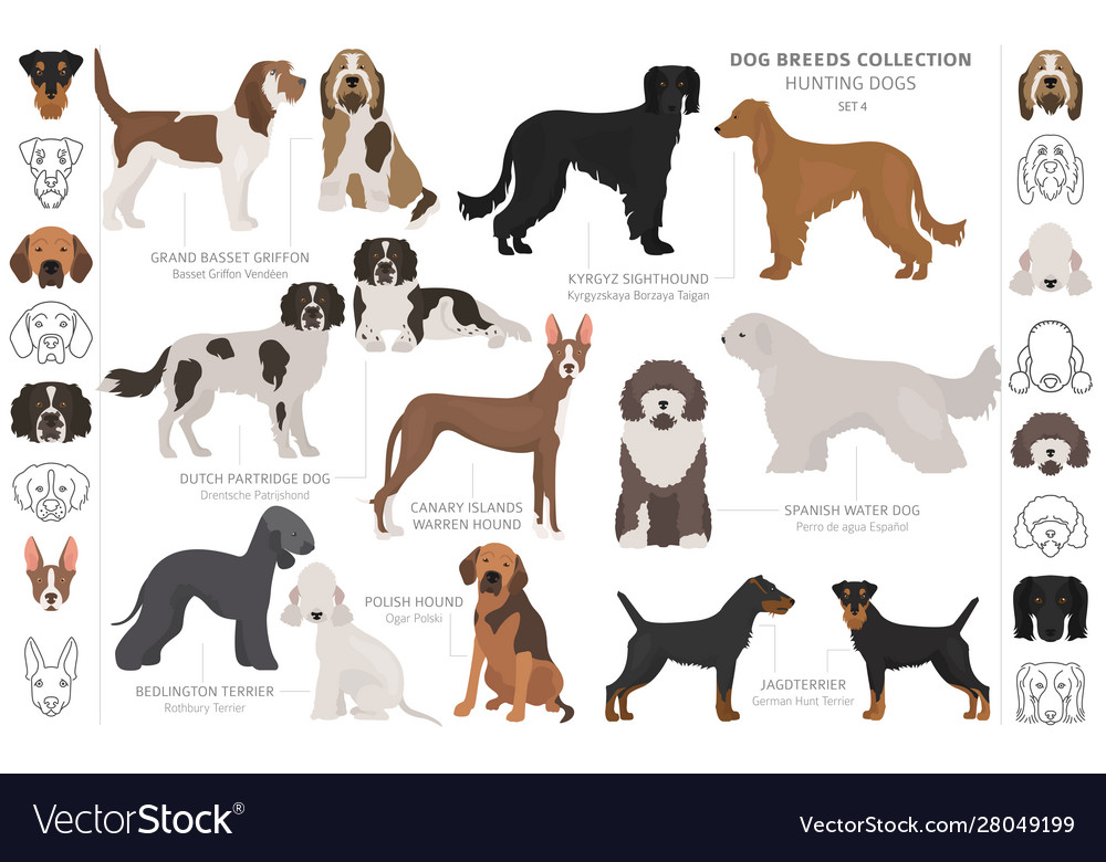 Hunting dogs collection isolated on white clipart Vector Image