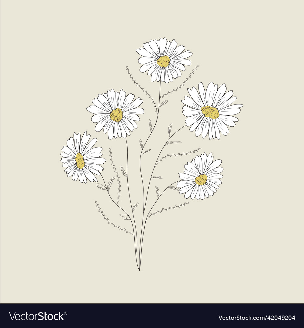 Daisy Royalty Free Vector Image VectorStock Daisy Vector 42049204