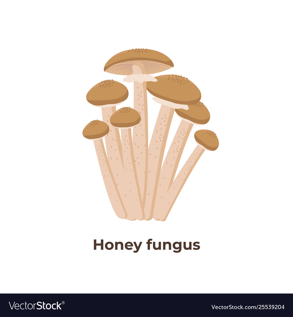 Honey agaric mushrooms isolated on white