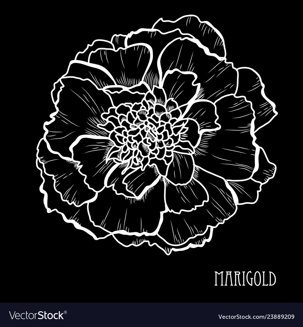 Hand drawn floral decoration vector image Hand drawn floral decoration