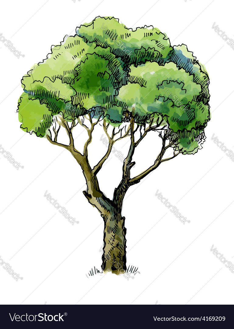 Tree Royalty Free Vector Image - VectorStock