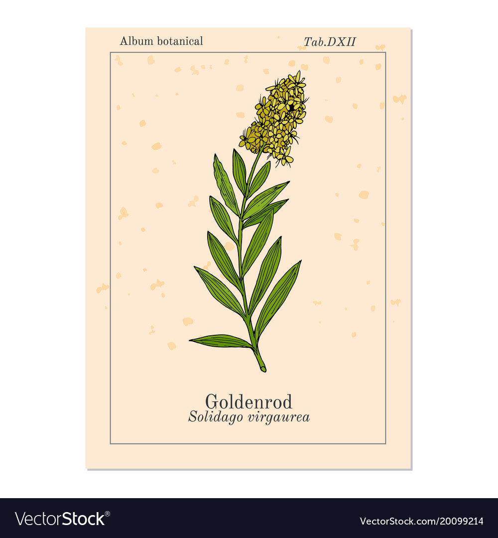 Goldenrod solidago virgaurea or woundwort