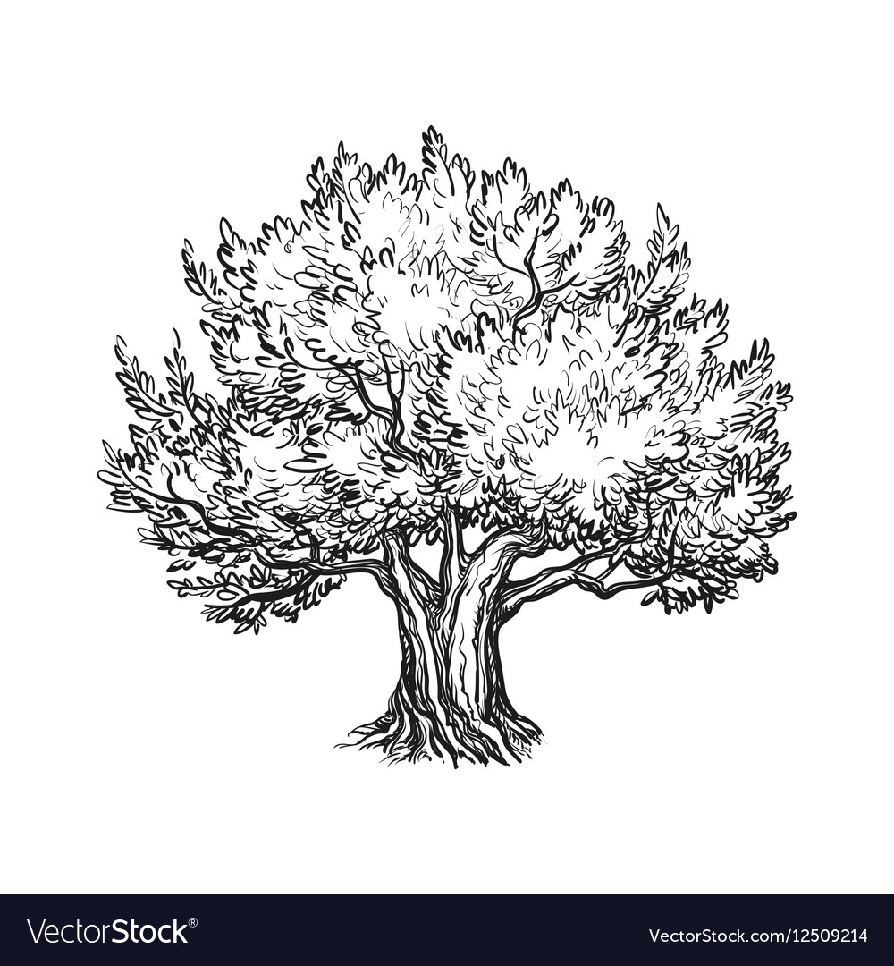 Olive Tree Royalty Free Vector Image Vectorstock