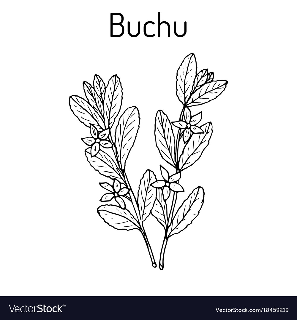 Buchu agathosma betulina medicinal plant Vector Image