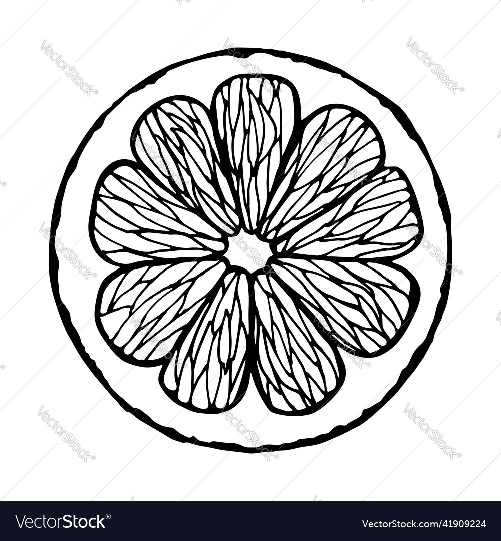 Isolated element citrus grapefruit