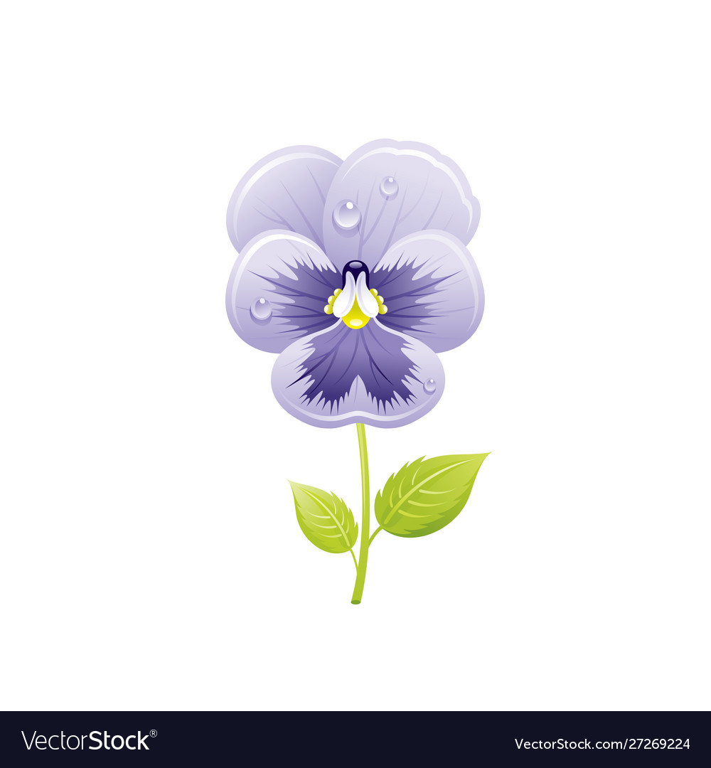 Pansies flower floral icon realistic cartoon Vector Image