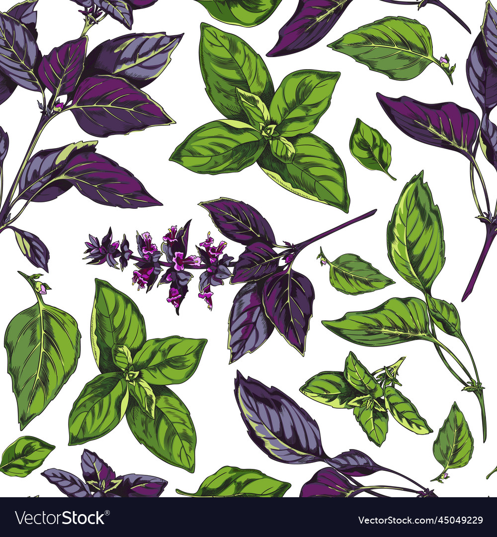 Basil seamless repeatable pattern sketch style Vector Image Basil seamless repeatable pattern sketch style