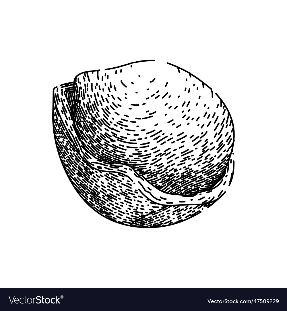 Hazelnut nut sketch hand drawn Royalty Free Vector Image