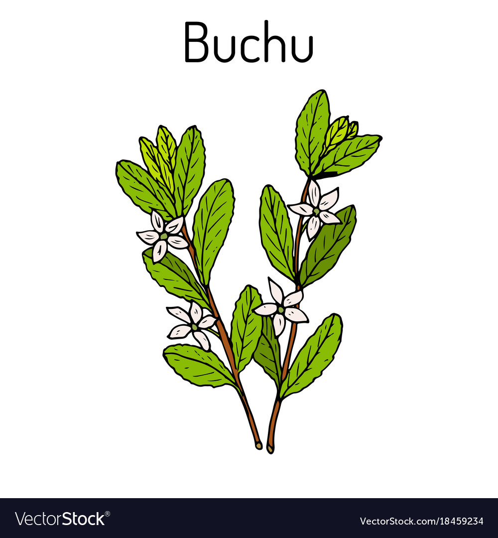 Buchu agathosma betulina medicinal plant Vector Image