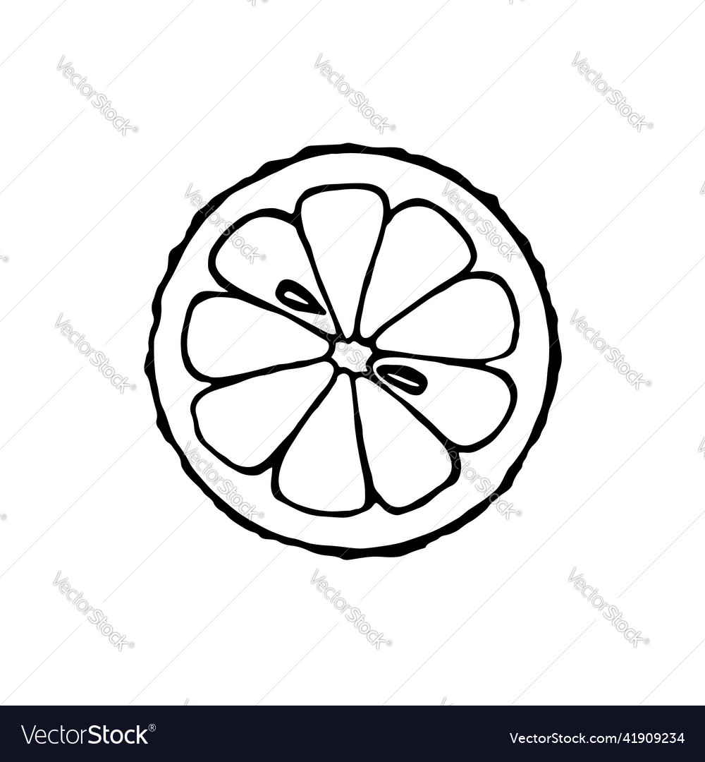 Isolated element citrus grapefruit vector image Isolated element citrus grapefruit