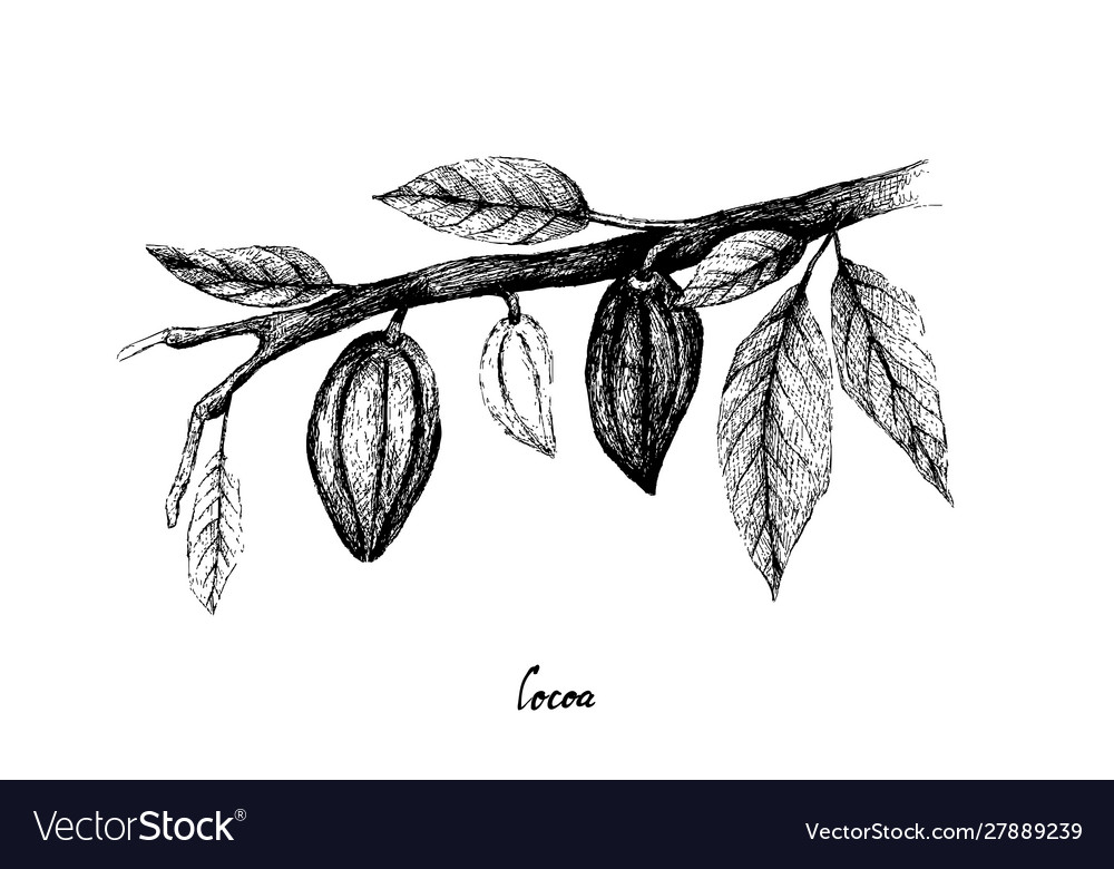 Hand drawn theobroma cacao fruits on tree bunch