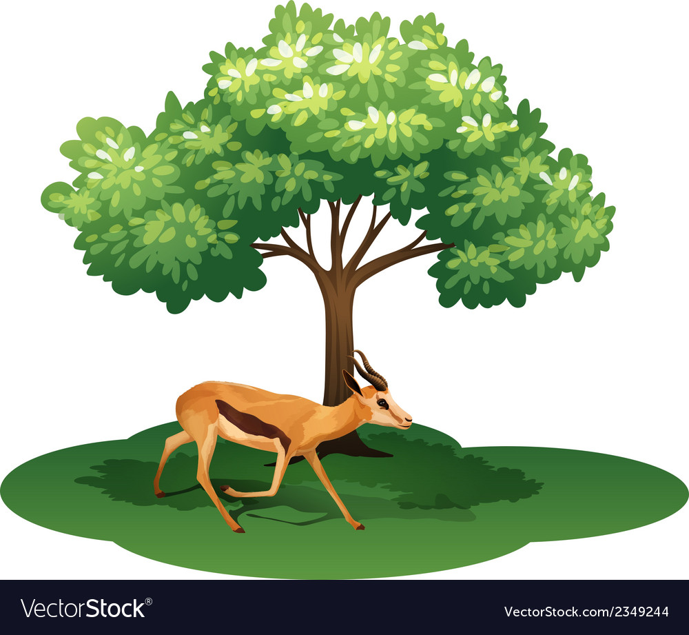 deer tree