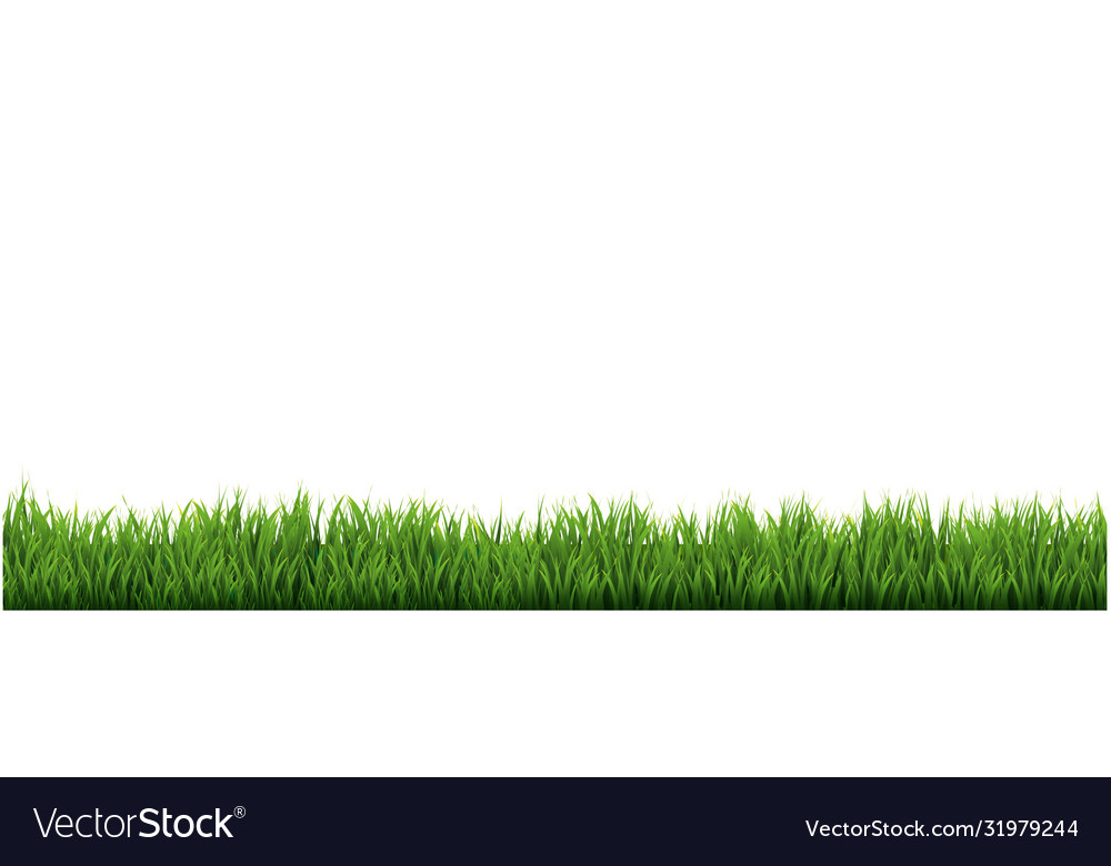 Green grass border with white background Vector Image