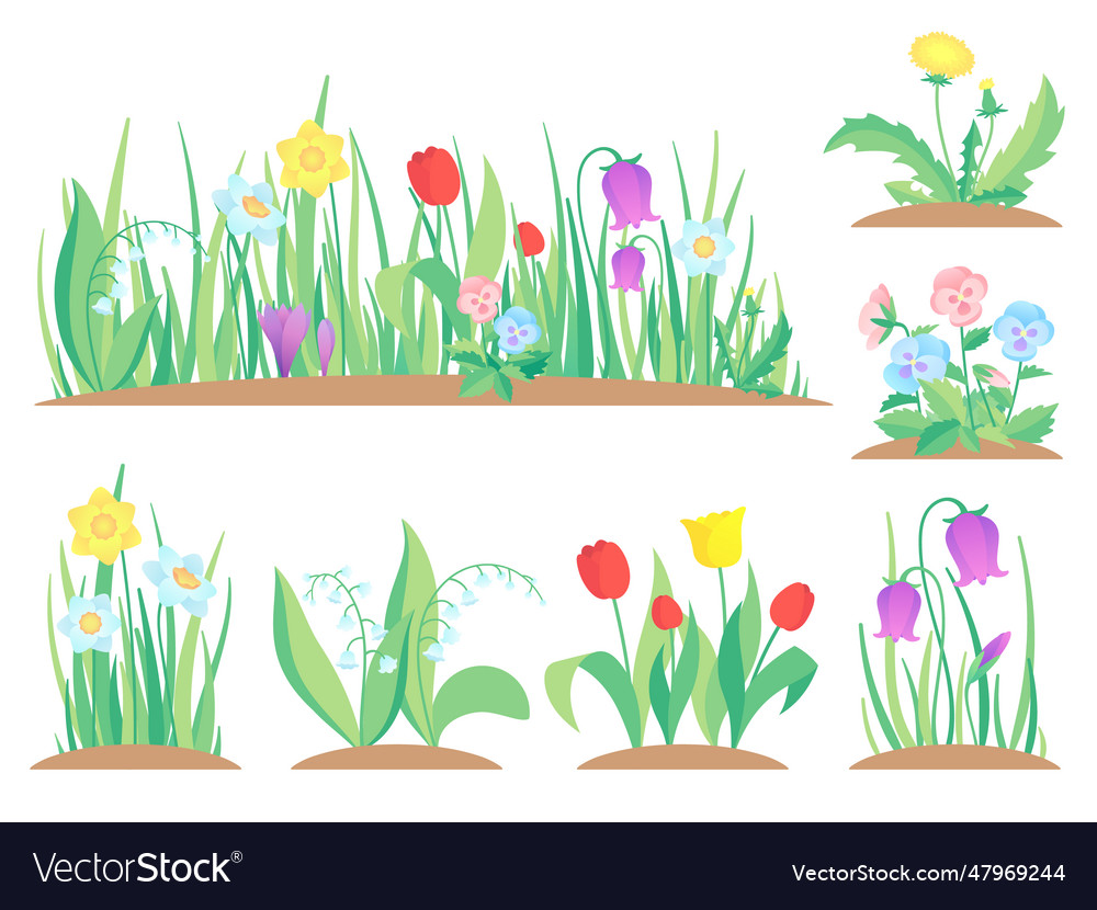 Spring garden flowers early flower colorful Vector Image