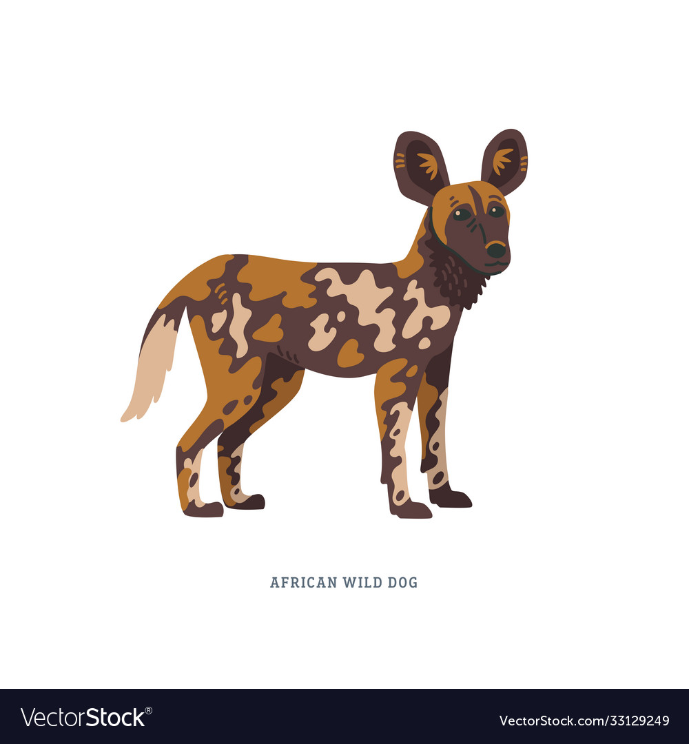 African wild dog or lycaon pictus also called Vector Image